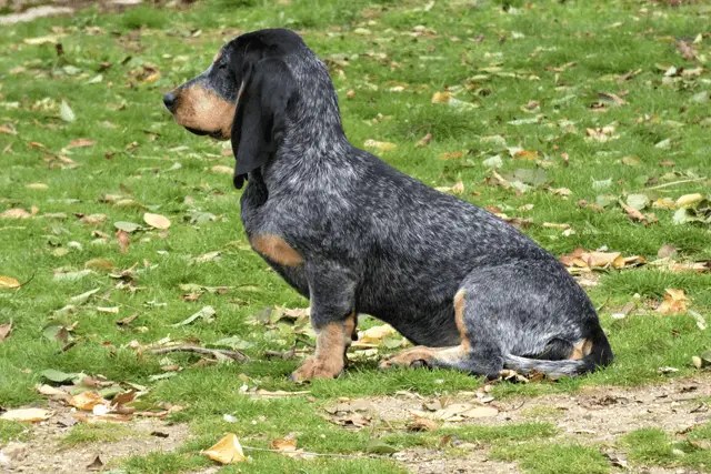 basset blue de gascogne