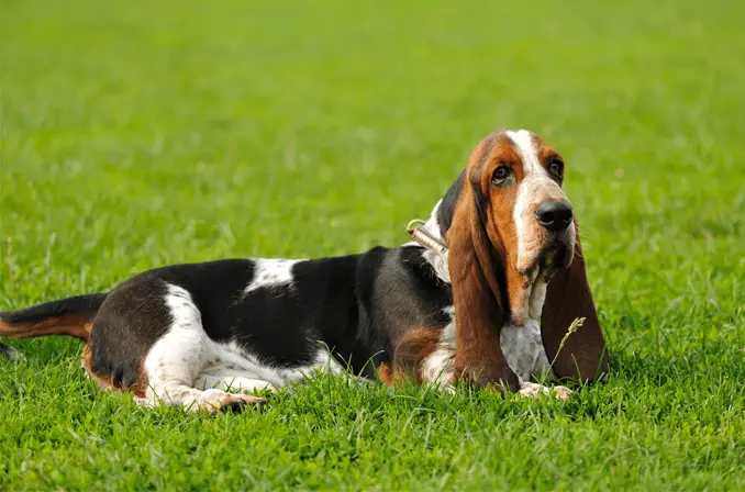 basset hound