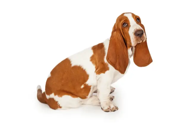 Basset Hound