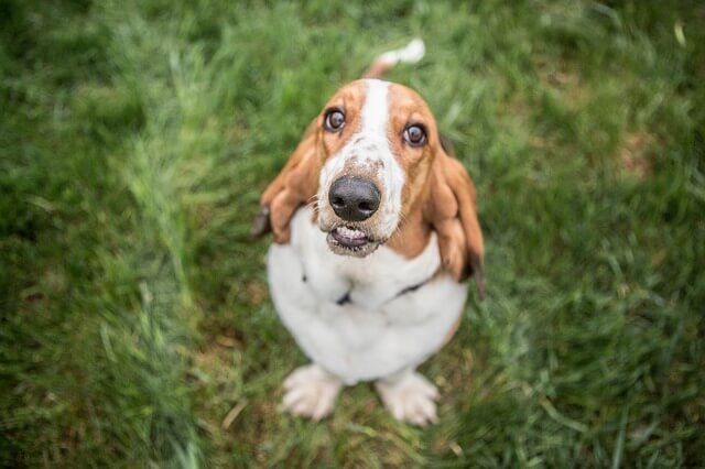 basset hound