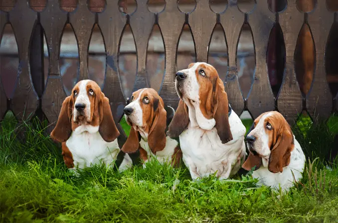 basset hound dogs