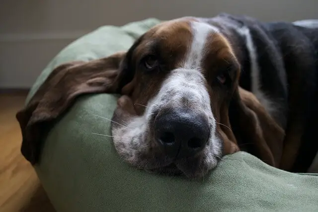 basset-hound laying