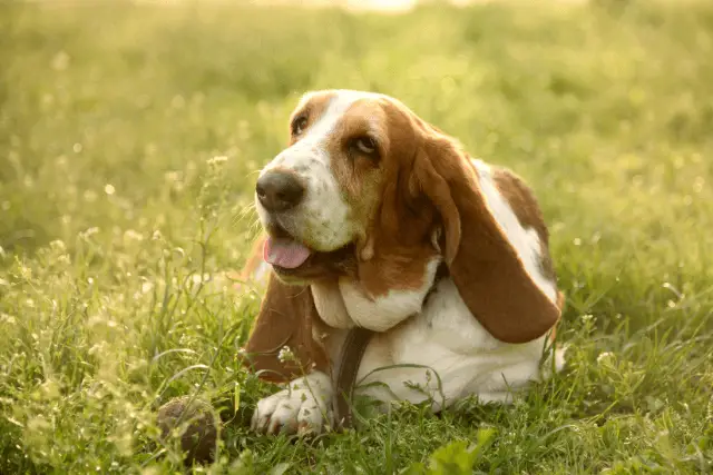 Basset Hound on grass