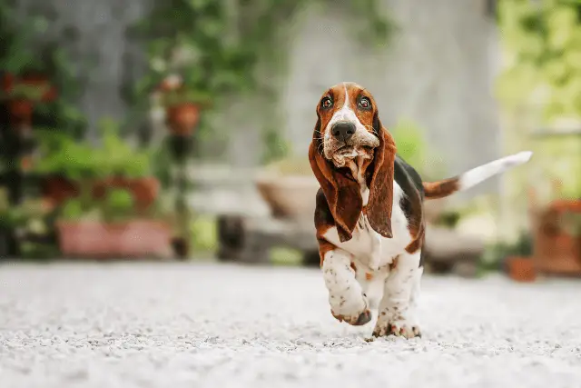 Basset Hound puppy running