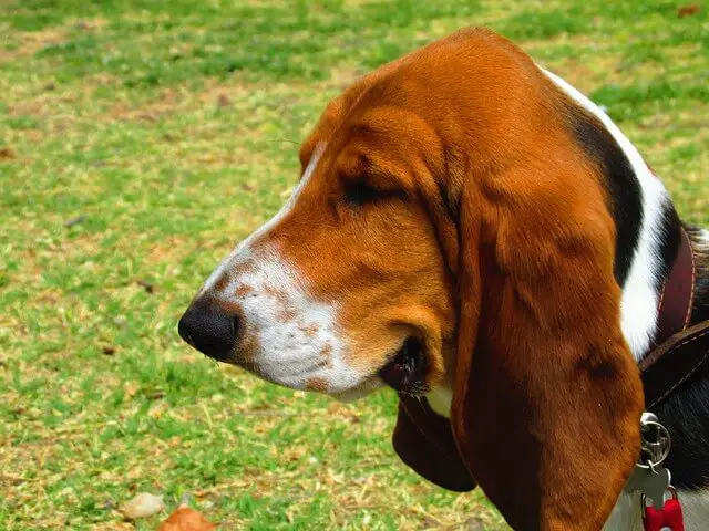 basset hound