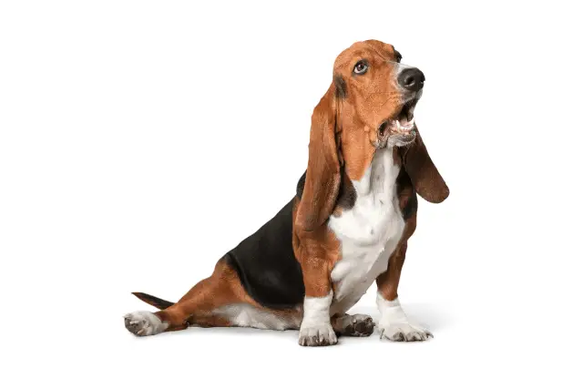 Basset Hound