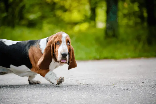 basset hound walking