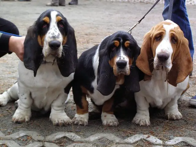 basset hound