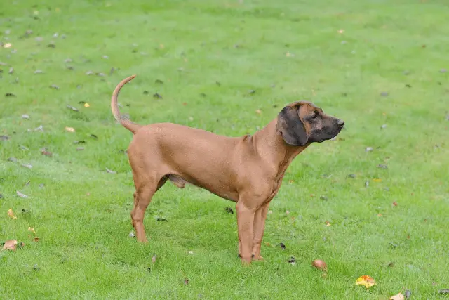 Bavarian Mountain Scenthound