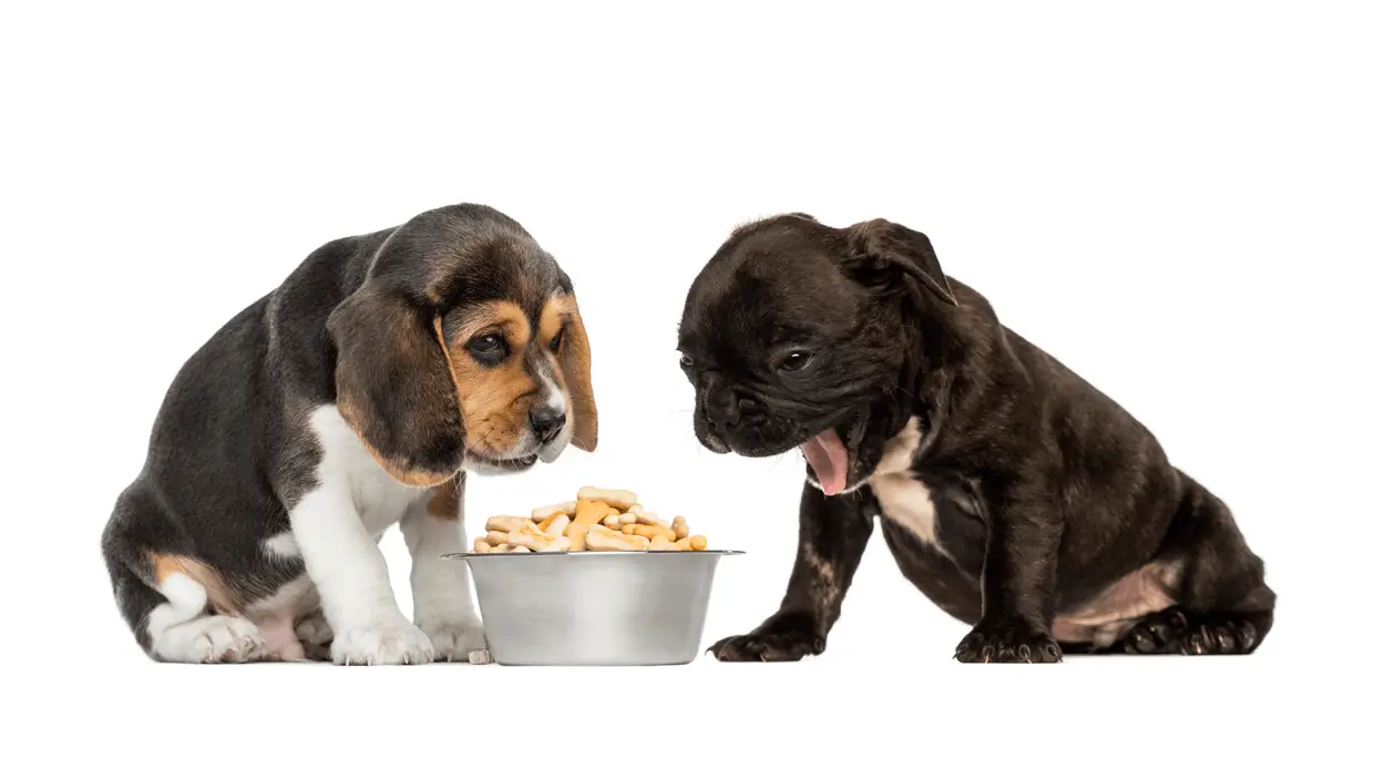 beagle and pug puppies sitting in front of food