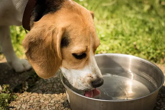 Beagle bebiendo agua