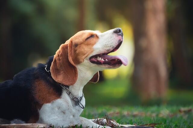 beagle in woods