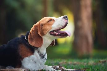 what are the symptoms of liver shunt in dogs