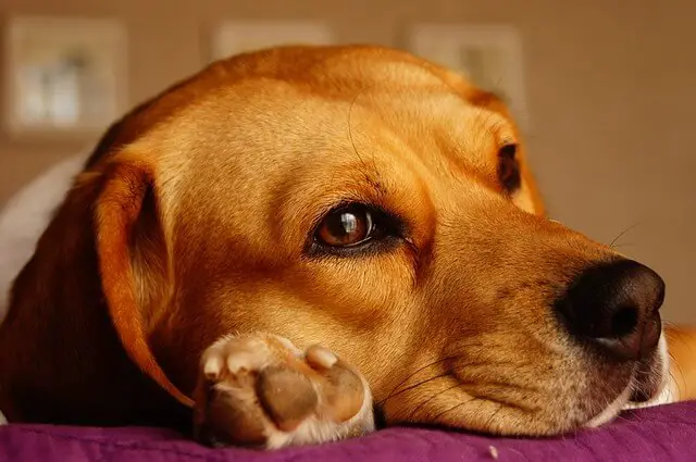 beagle laying