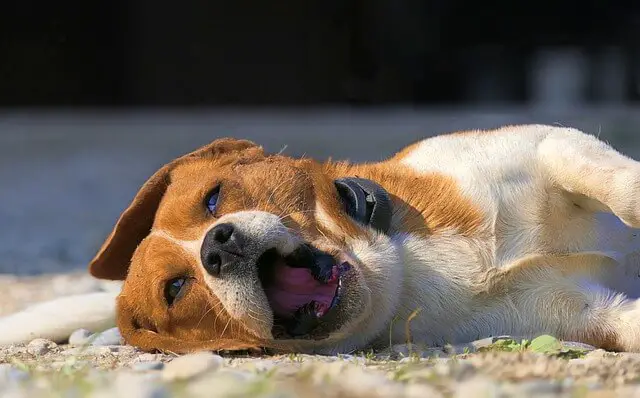 beagle laying down