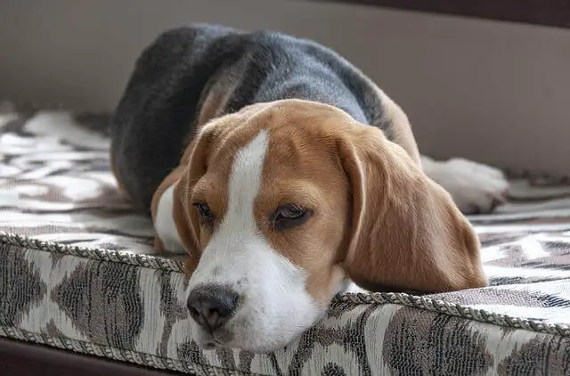 beagle on bed