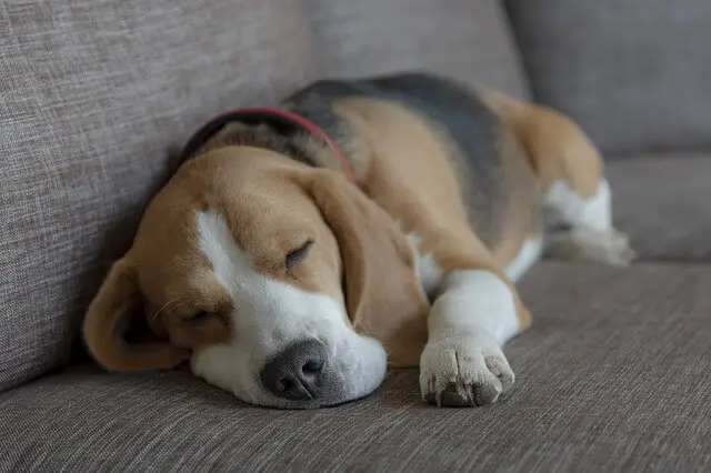 beagle on couch