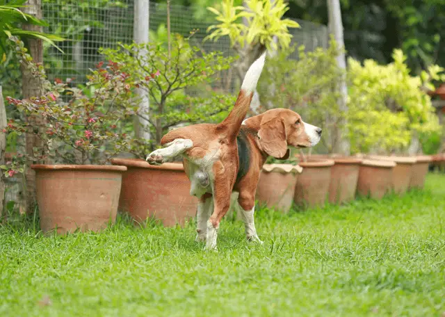beagle pee