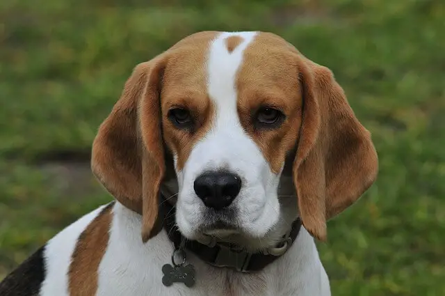 beagle profile