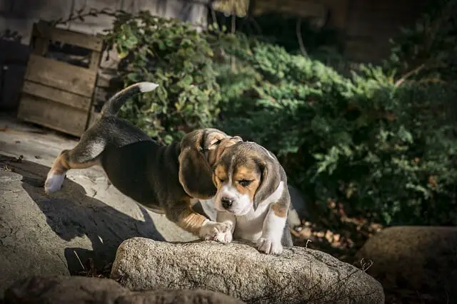 beagle puppies playing