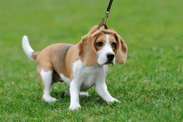 Beagle puppy