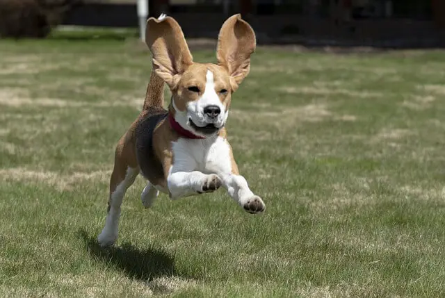 beagle running
