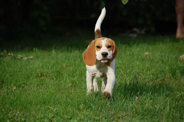 beagle running in park