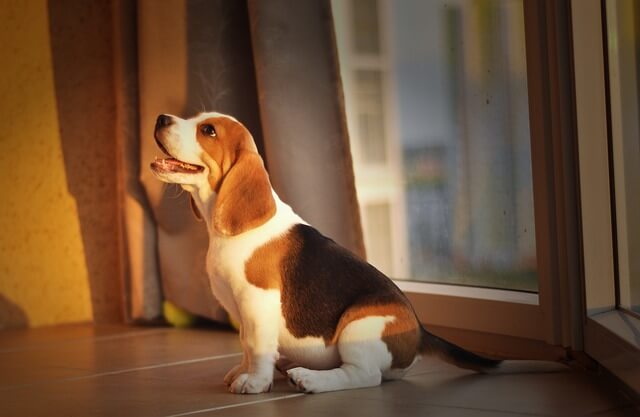 beagle sitting