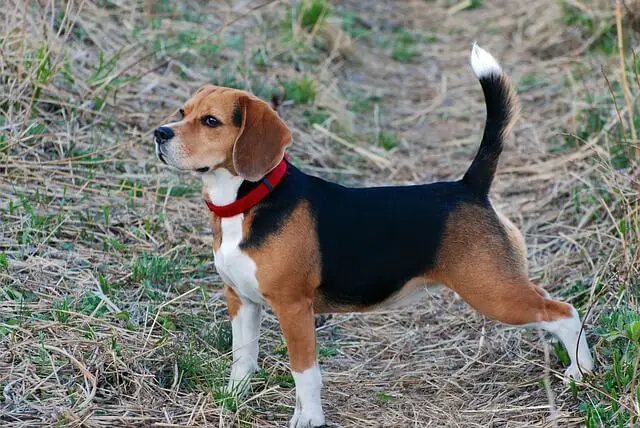 beagle tail