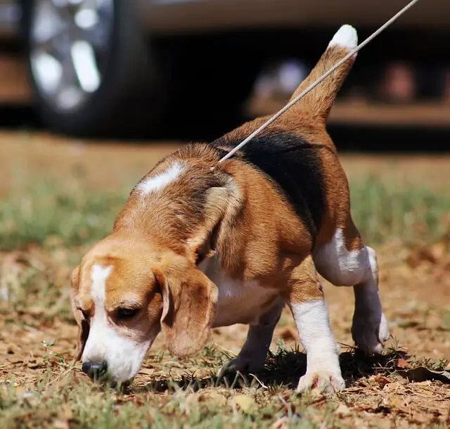 beagle tracking