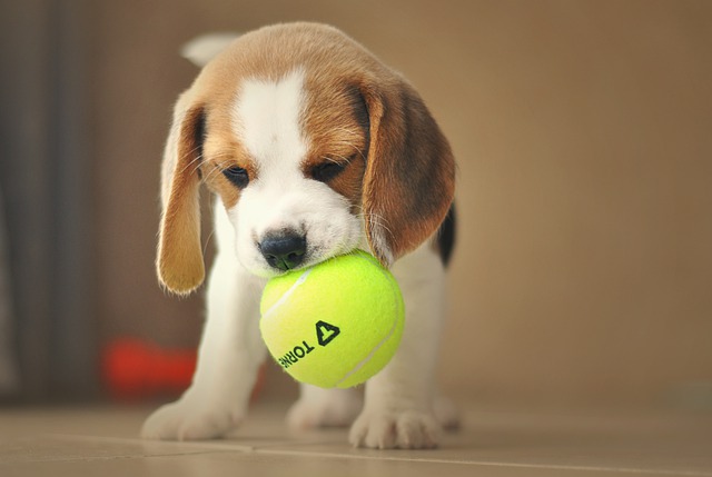 beagle with the ball