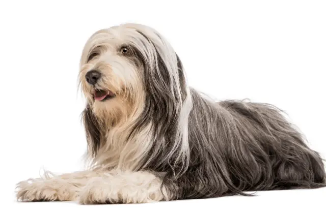 Bearded Collie