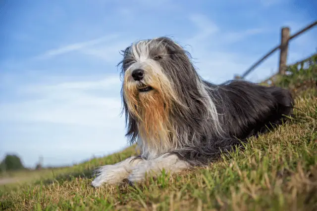 Bearded Collie