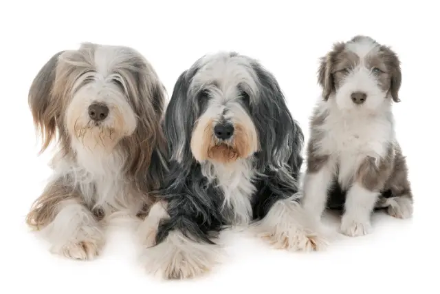 Bearded Collie