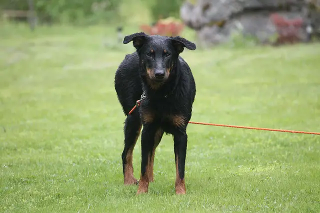 beauceron