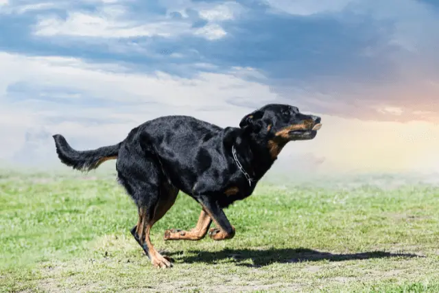 Beauceron