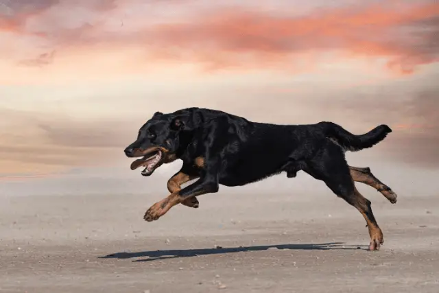 Beauceron