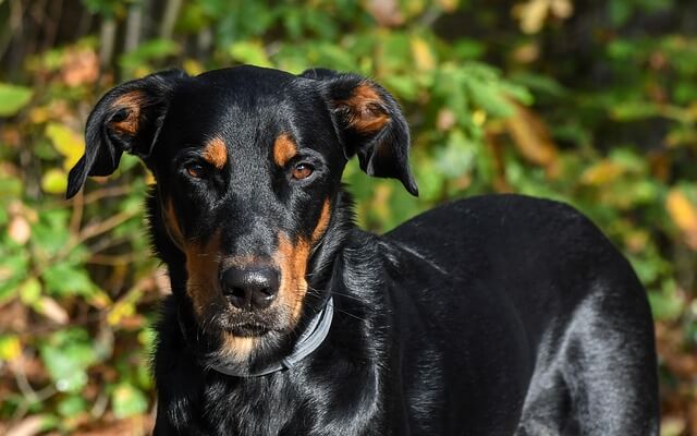 Large black and tan dog outlet breeds