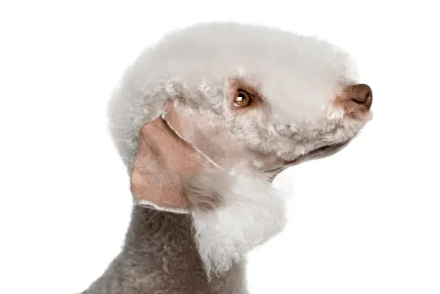 Bedlington Terrier