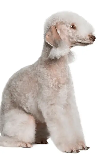 Bedlington Terrier