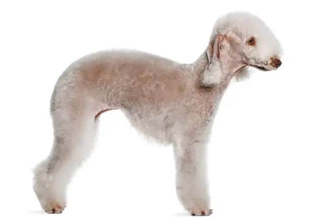 Bedlington Terrier