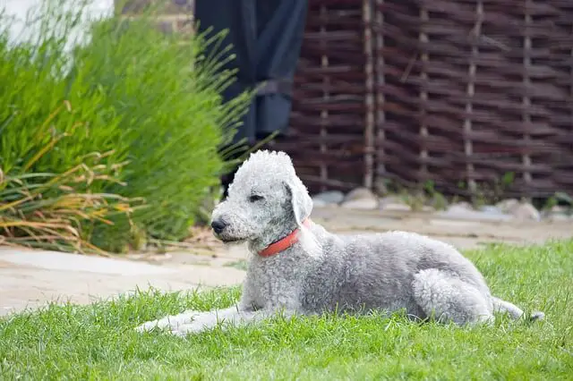 bedlington-terrier