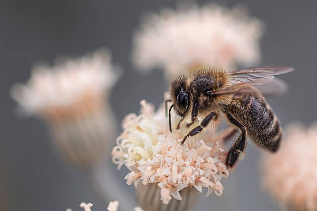 dog stung by bee symptoms