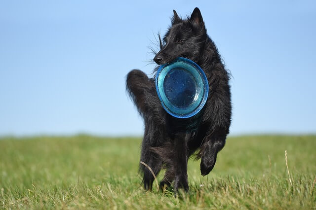 belgian sheepdog groendael running