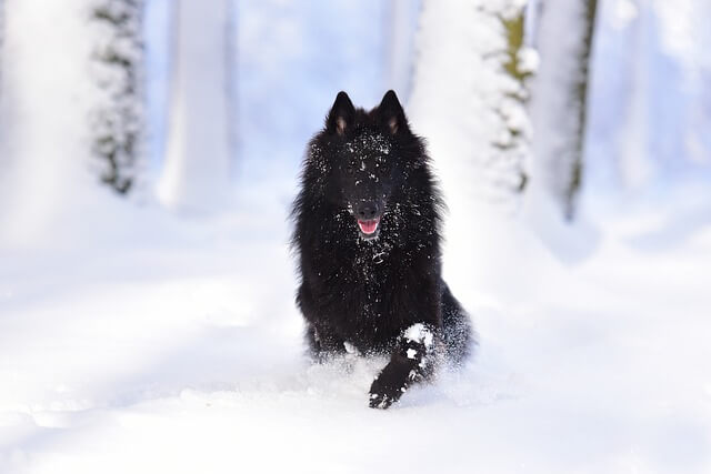 belgian sheepdog groendael on snow