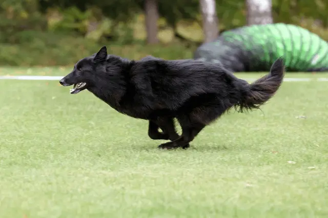 Belgian Groenendael