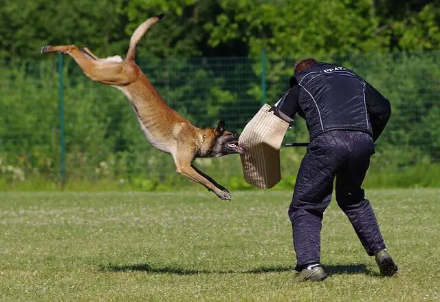 belgian malinois