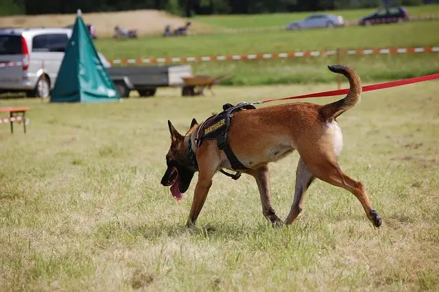 belgian malinois