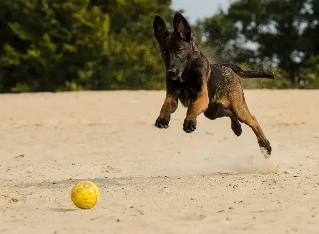 belgian malinois puppy