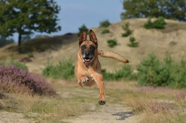 belgian malinois running